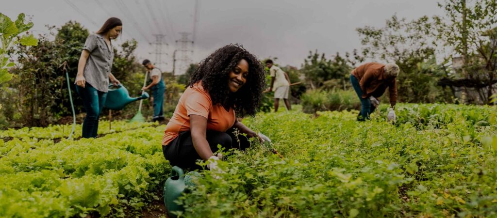 Woman gardening in a field outside for produce.